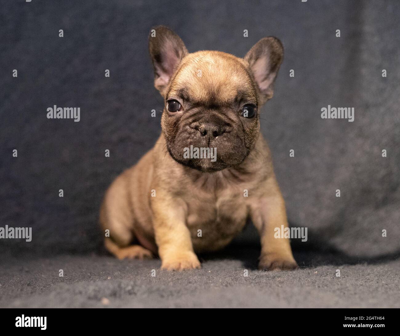 Franzosischer Bulldogge Baby Dog Stockfotografie Alamy