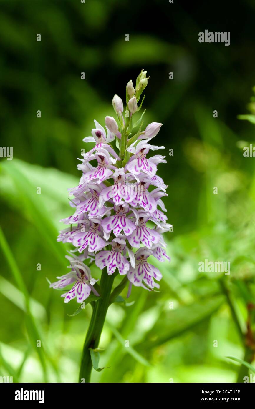 Ein einzelner Stamm einer gemeinen gefleckten wilden Orchidee vor einem weichen grünen Pflanzenhintergrund Stockfoto