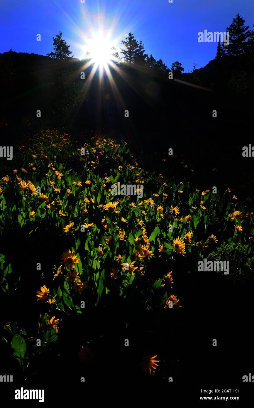 Sonnenaufgang in der Wildnis Bergwald mit gelben Wildblumen wachsen Stockfoto