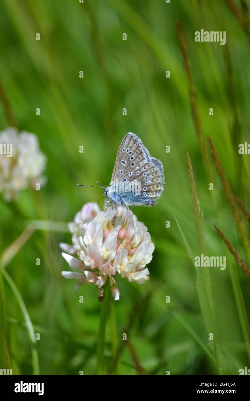 Adonis Blauer Schmetterling (Polyommatus bellargus) auf weißem Kleeblatt (Trifolium repens) Stockfoto