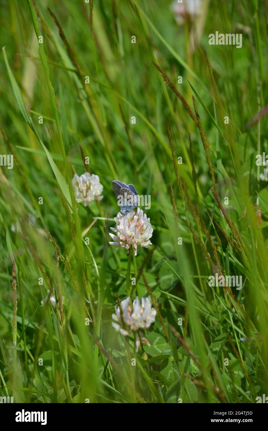 Adonis Blauer Schmetterling (Polyommatus bellargus) auf weißem Kleeblatt (Trifolium repens) Stockfoto