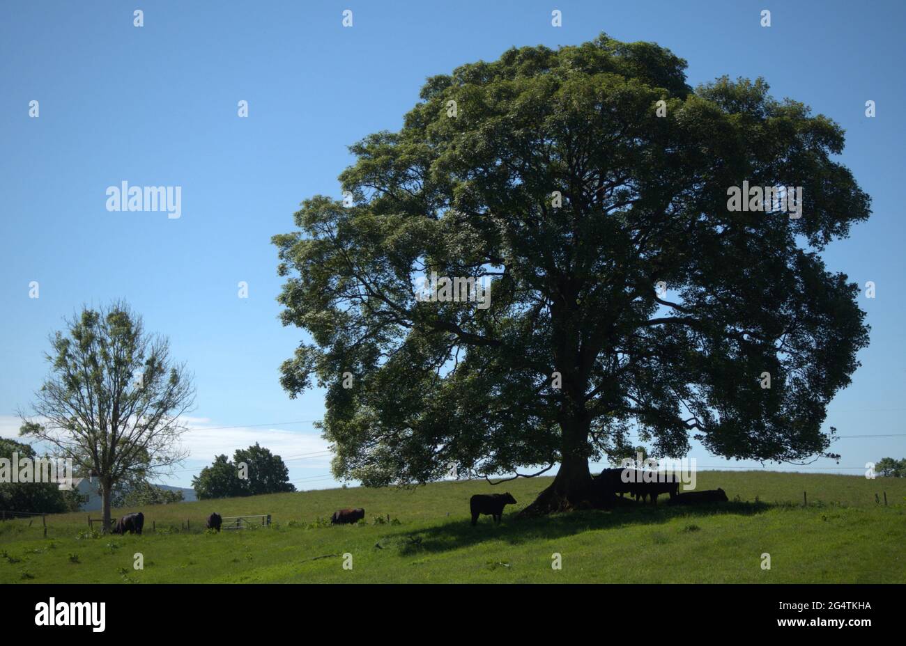 Der traditionell geformte Baum in der Landschaft von Haufenheim bietet den jungen schwarzen Ochsen Schutz Stockfoto