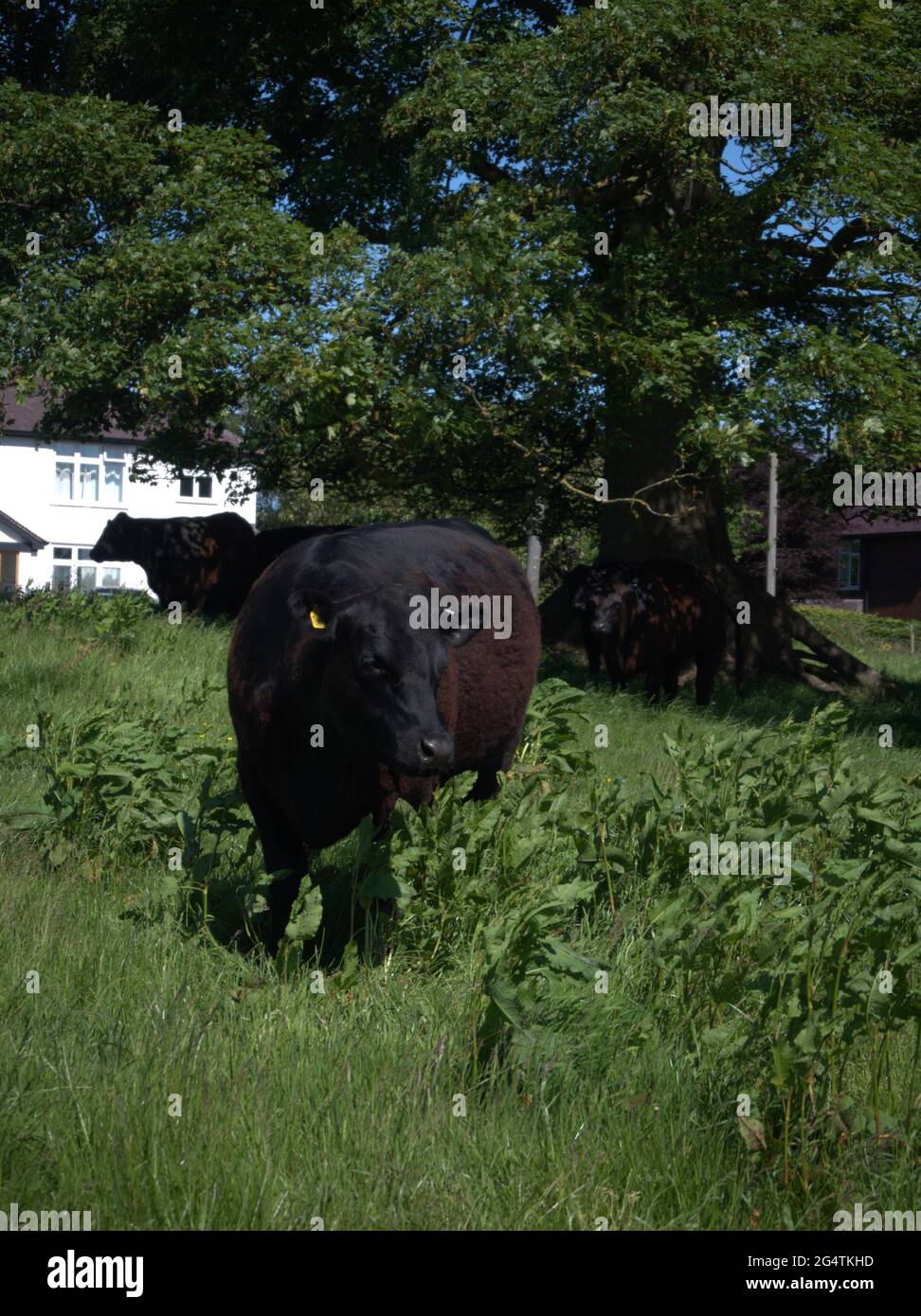 Der junge Schwarze Bullock beobachtet den Rest der Herde Stockfoto