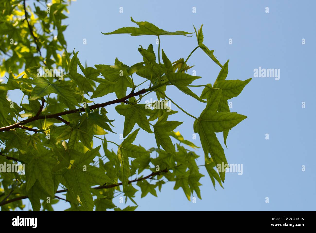 Ein Blick unter einem japanischen Ahorn, Acer palmatum, Baum zurück beleuchtet mit Sonnenschein zeigt die leuchtend grünen Sommer farbigen Blätter vor blauem Himmel Stockfoto