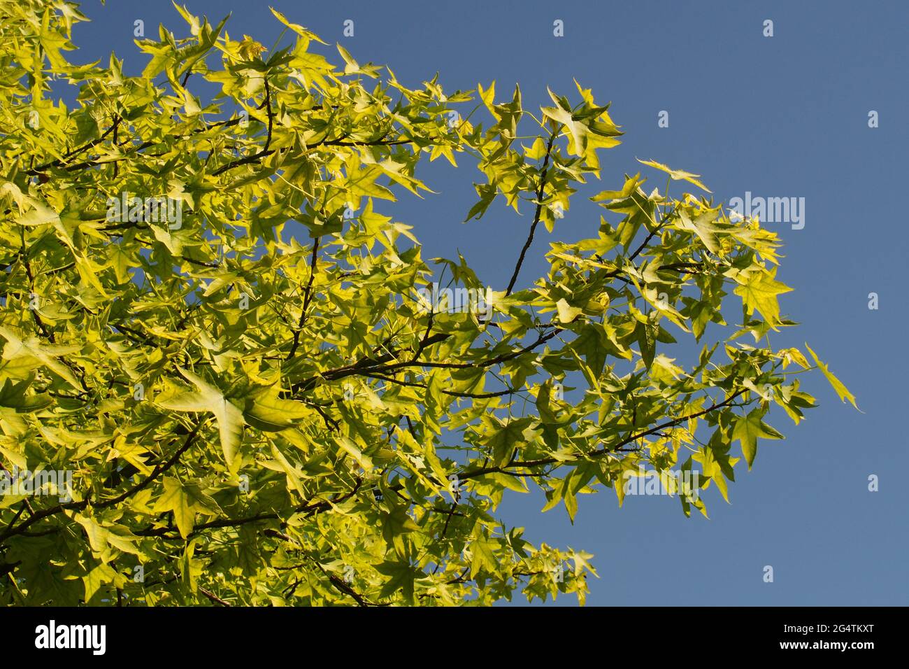 Ein Blick unter einem japanischen Ahorn, Acer palmatum, Baum zurück beleuchtet mit Sonnenschein zeigt die leuchtend grünen Sommer farbigen Blätter vor blauem Himmel Stockfoto