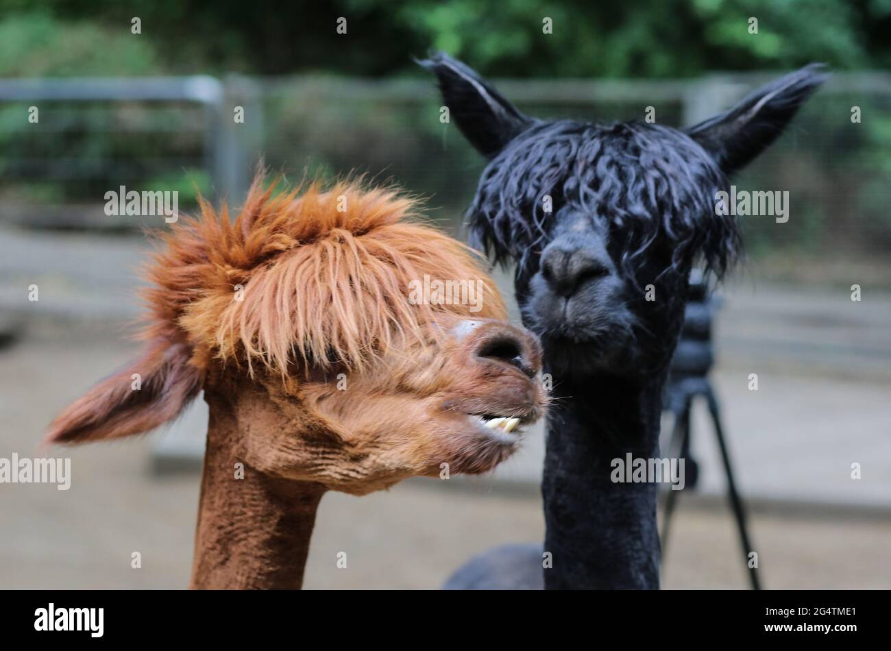 Halberstadt, Deutschland. Juni 2021. Zwei geschorene Alpakas im ...