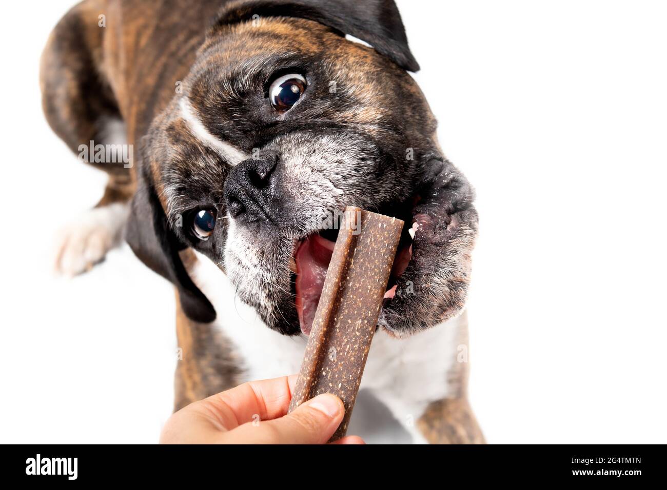 Hund mit Zahnkauen-Stick vor offenem Mund. Draufsicht auf eine Boxerhündin, die von der Hand des Besitzers einen großen braunen vegetarischen Leckerbissen erhielt. Hund in Aktion. Stockfoto