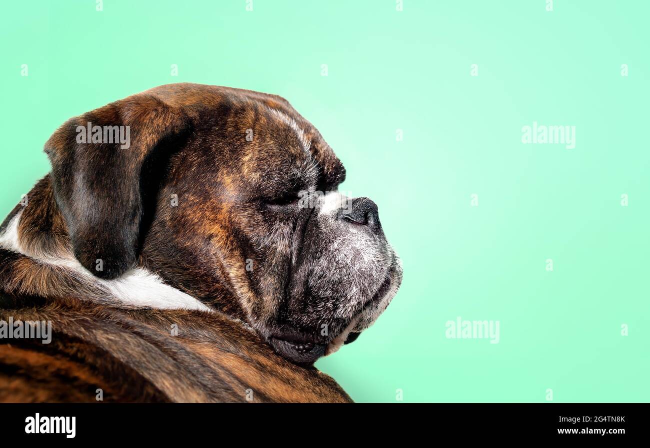 Boxerhund dösiert mit farbigem Hintergrund ab. Seitenprofil der entspannten und Schläfen 5 Jahre alten weiblichen brinle Boxer vor. Mittlere bis große kurze Haare tun Stockfoto