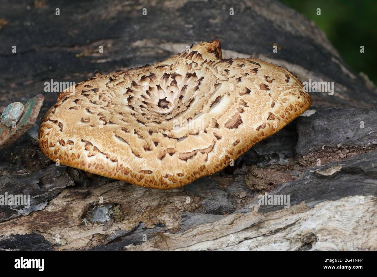 Bracketpilz (Neolentinus Lepideus) Stockfoto