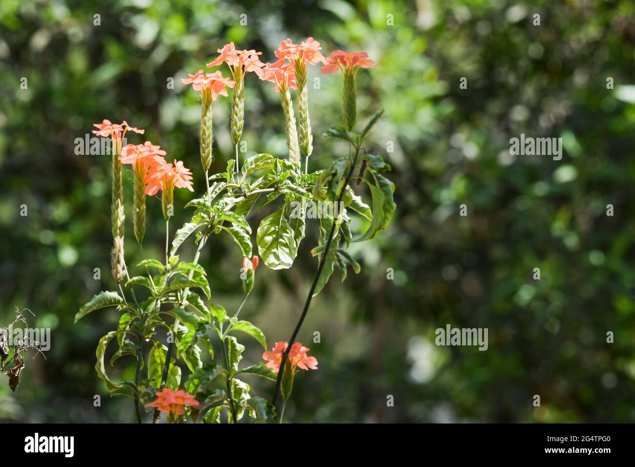 Crossandra Stockfotos Und Bilder Kaufen Alamy