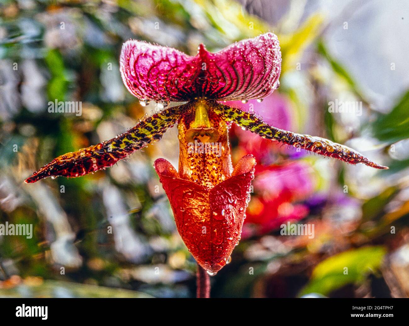 Paphiopedilum, Venusschleifer, Stockfoto