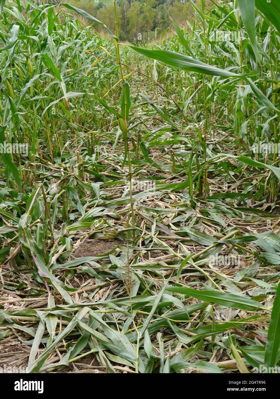 Zertrampelte Maisfelder von Wildschweinen Stockfoto