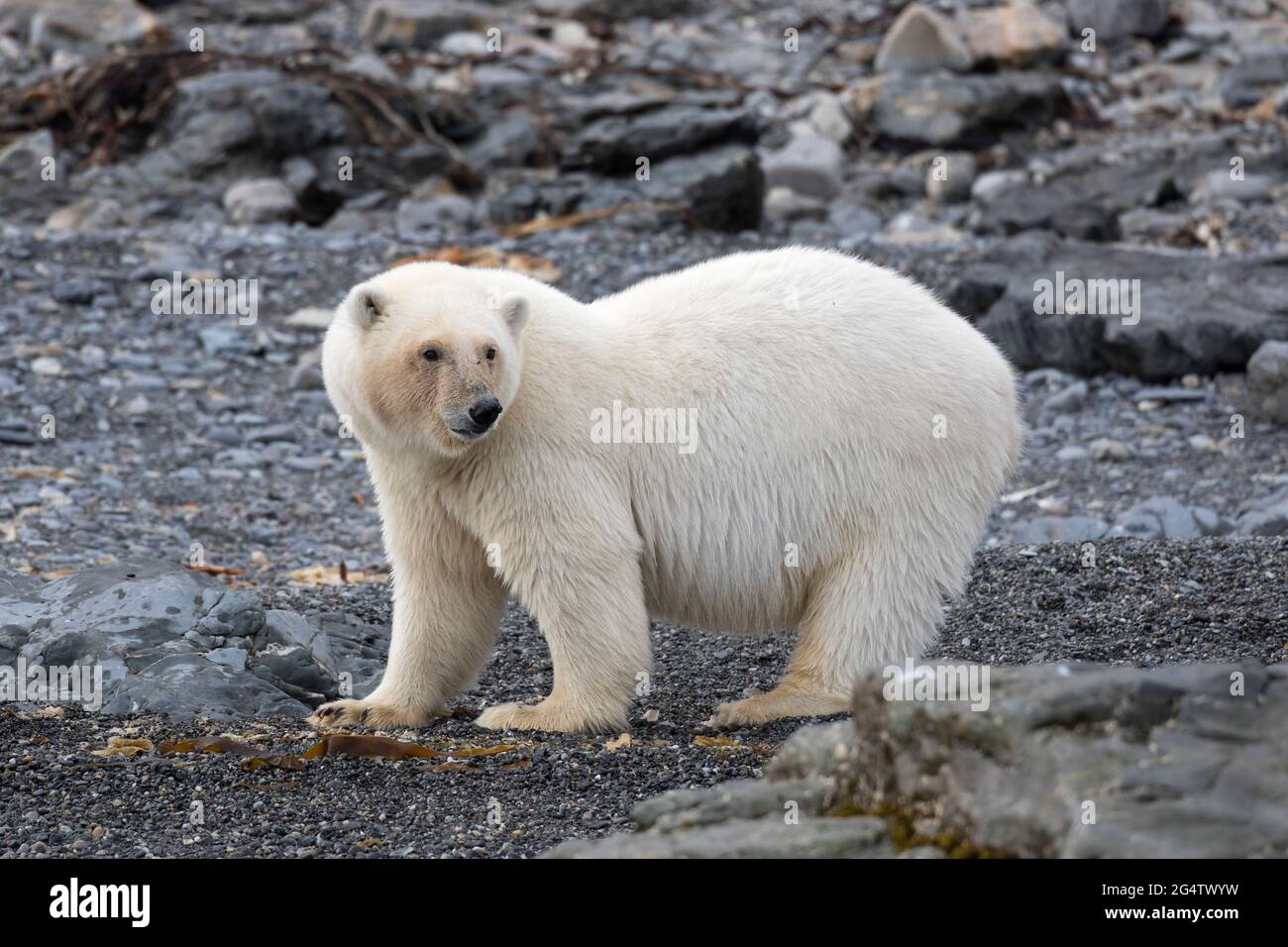Einbunter Eisbär (Ursus maritimus), der an der felsigen Küste bei Spitzbergen, Norwegen, auf Nahrungssuche ist Stockfoto
