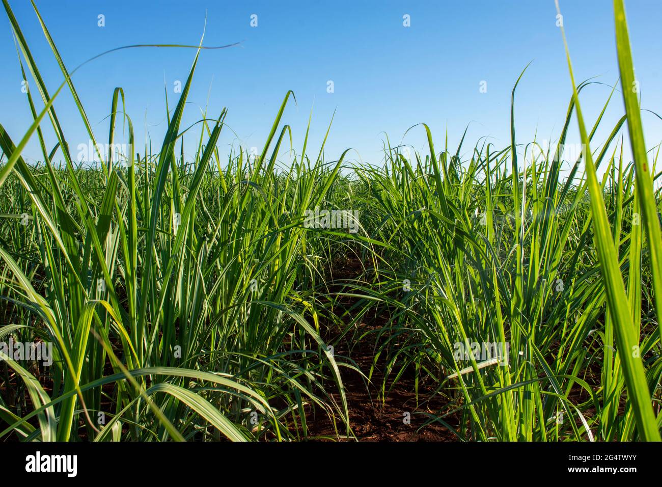 Zuckerrohrplantage auf einem Bauernhof in der Stadt Dourados, Mato Grosso do Sul, Brasilien Stockfoto