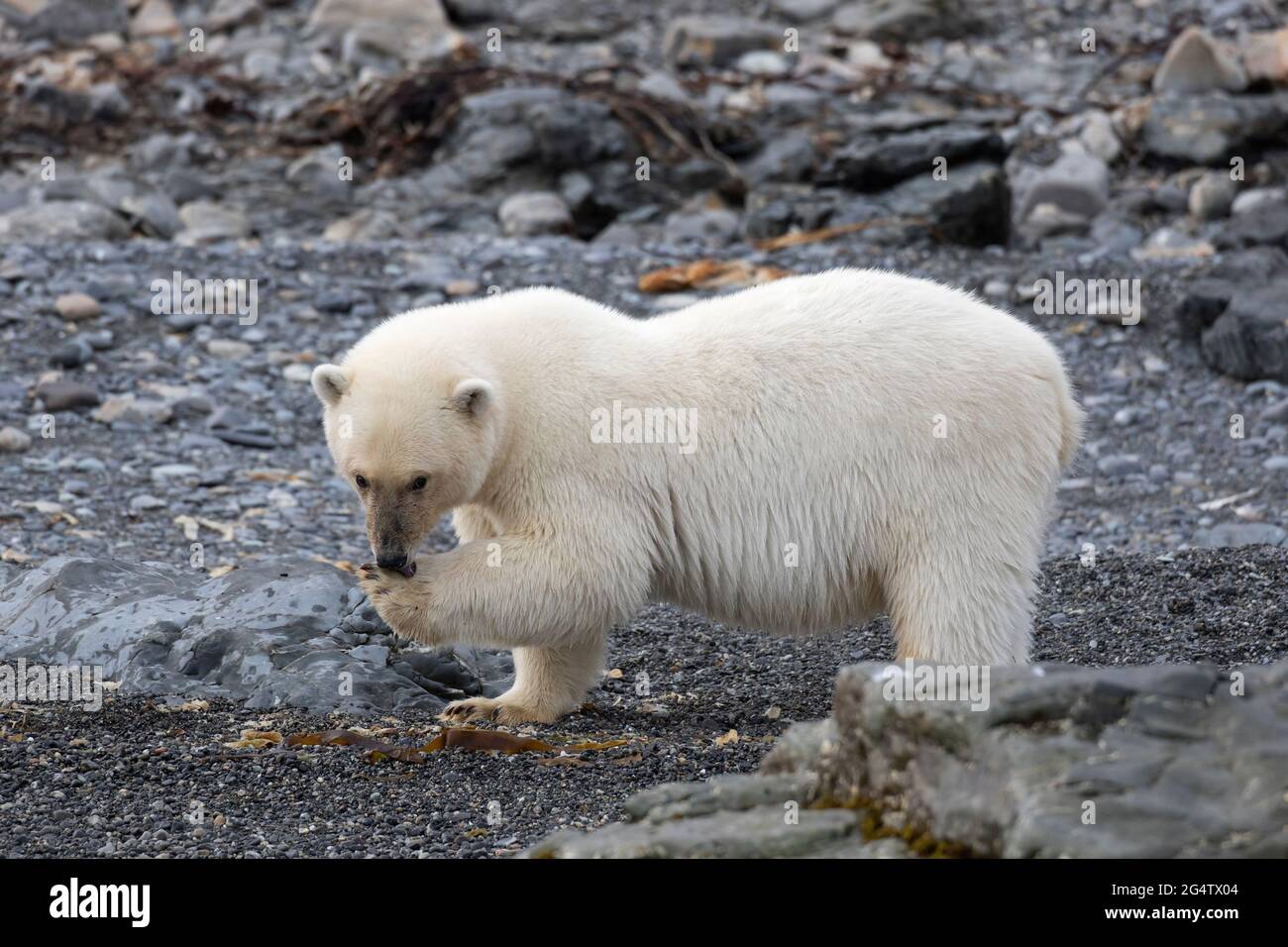 Einbunter Eisbär (Ursus maritimus) leckt an der felsigen Küste bei Svalbard / Spitzbergen, Norwegen, Vorderpfote Stockfoto
