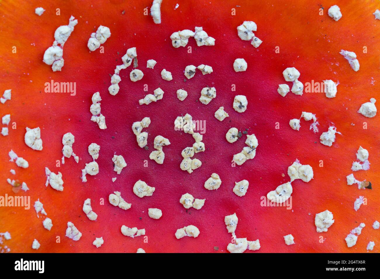 Nahaufnahme der roten Kappe des Fliegenpilzes/Fliegenpilzes (Amanita muscaria) mit weißen Flecken, pyramidenförmigen Warzen, Überresten des universellen Schleiers Stockfoto