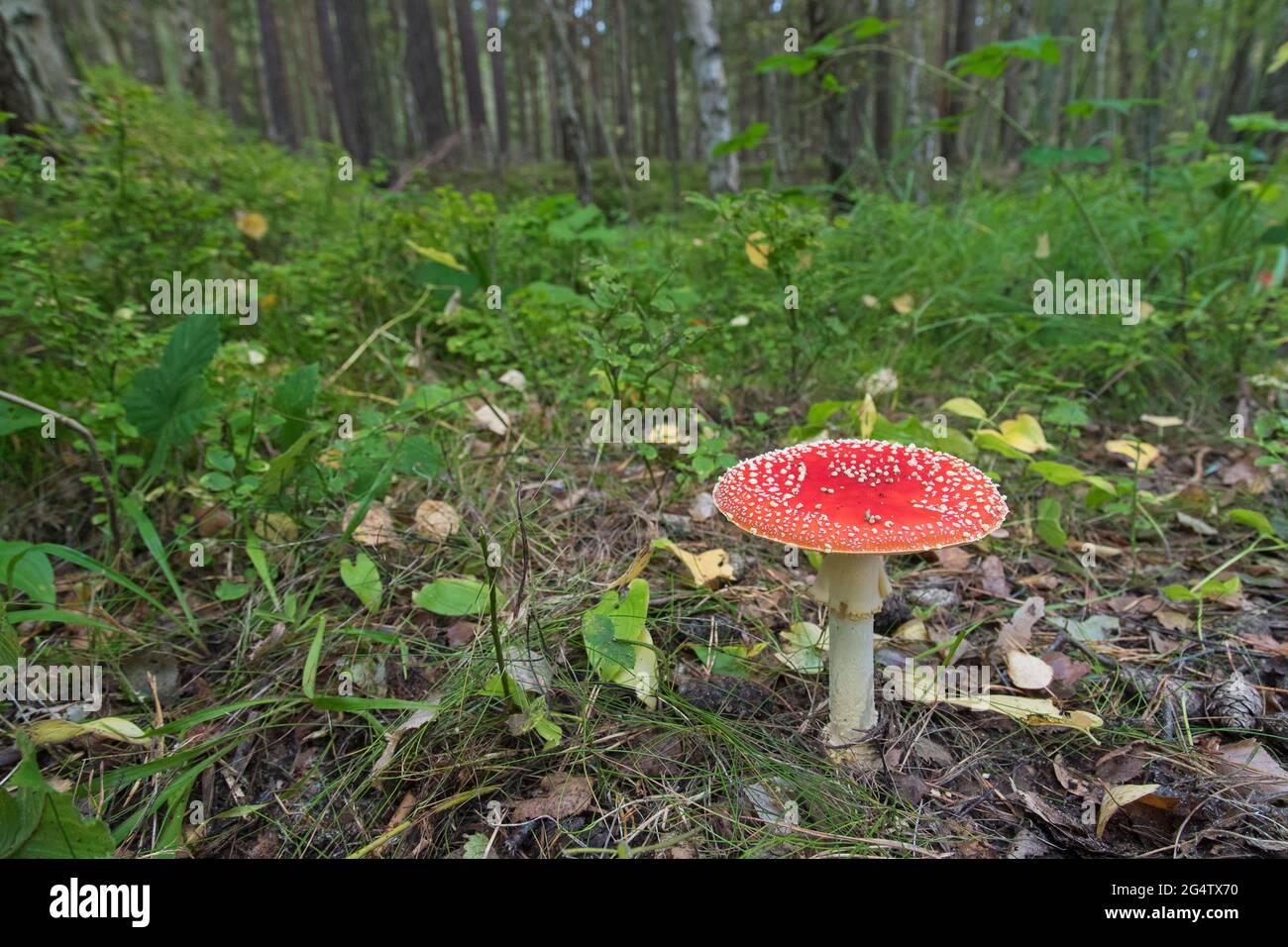 Fliegen Sie im Herbst im Wald mit Agaren/Fliegenpilzen (Amanita muscaria) Stockfoto