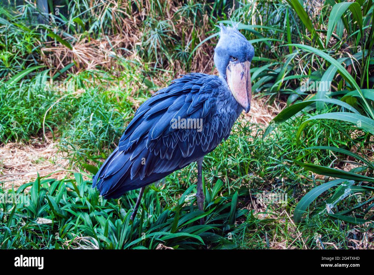 Schuhschnabel oder Walkopf oder Storch (Balaeniceps Rex) im Prager Zoo Stockfoto