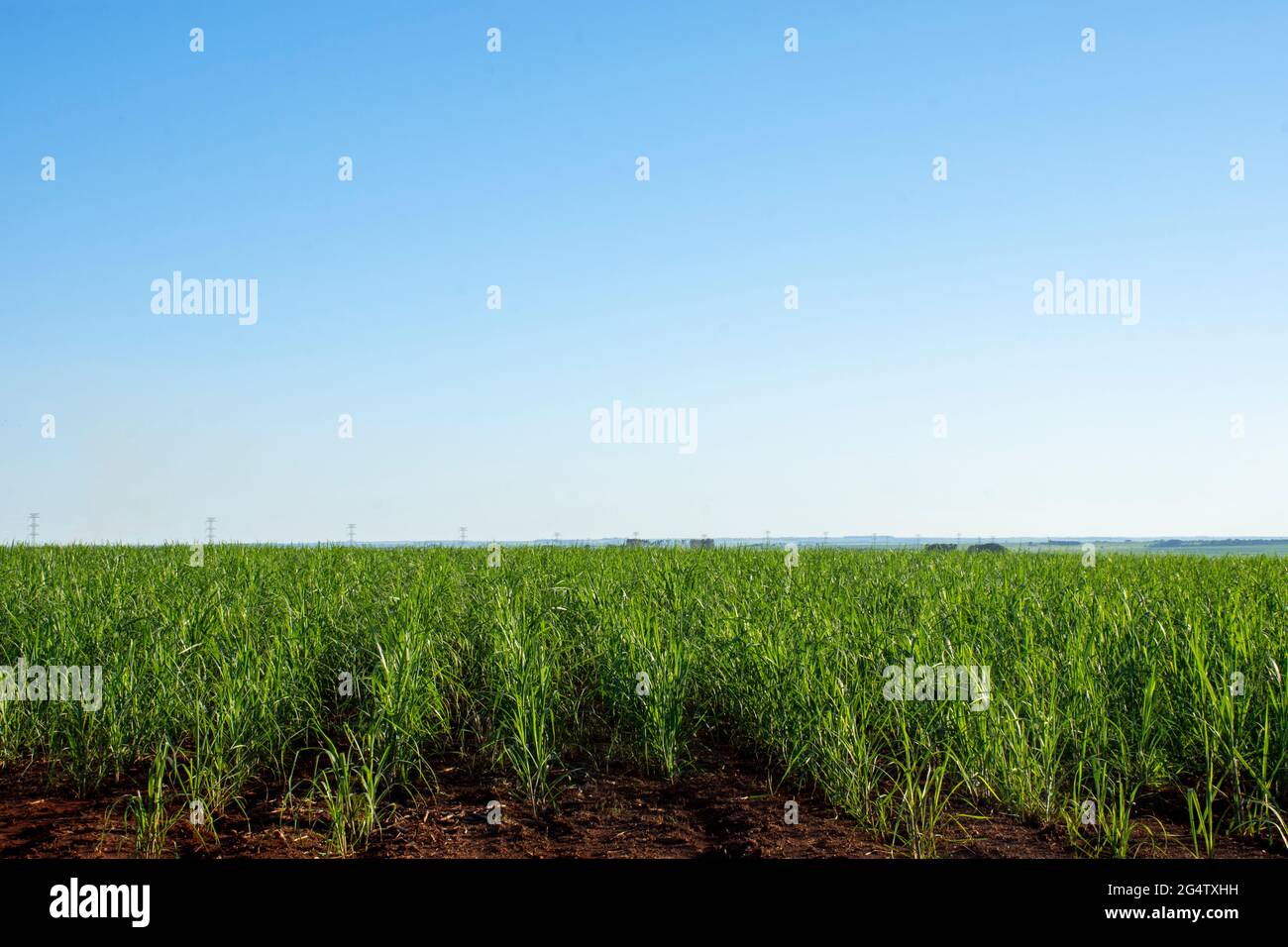 Zuckerrohrplantage auf einem Bauernhof in der Stadt Dourados, Mato Grosso do Sul, Brasilien Stockfoto