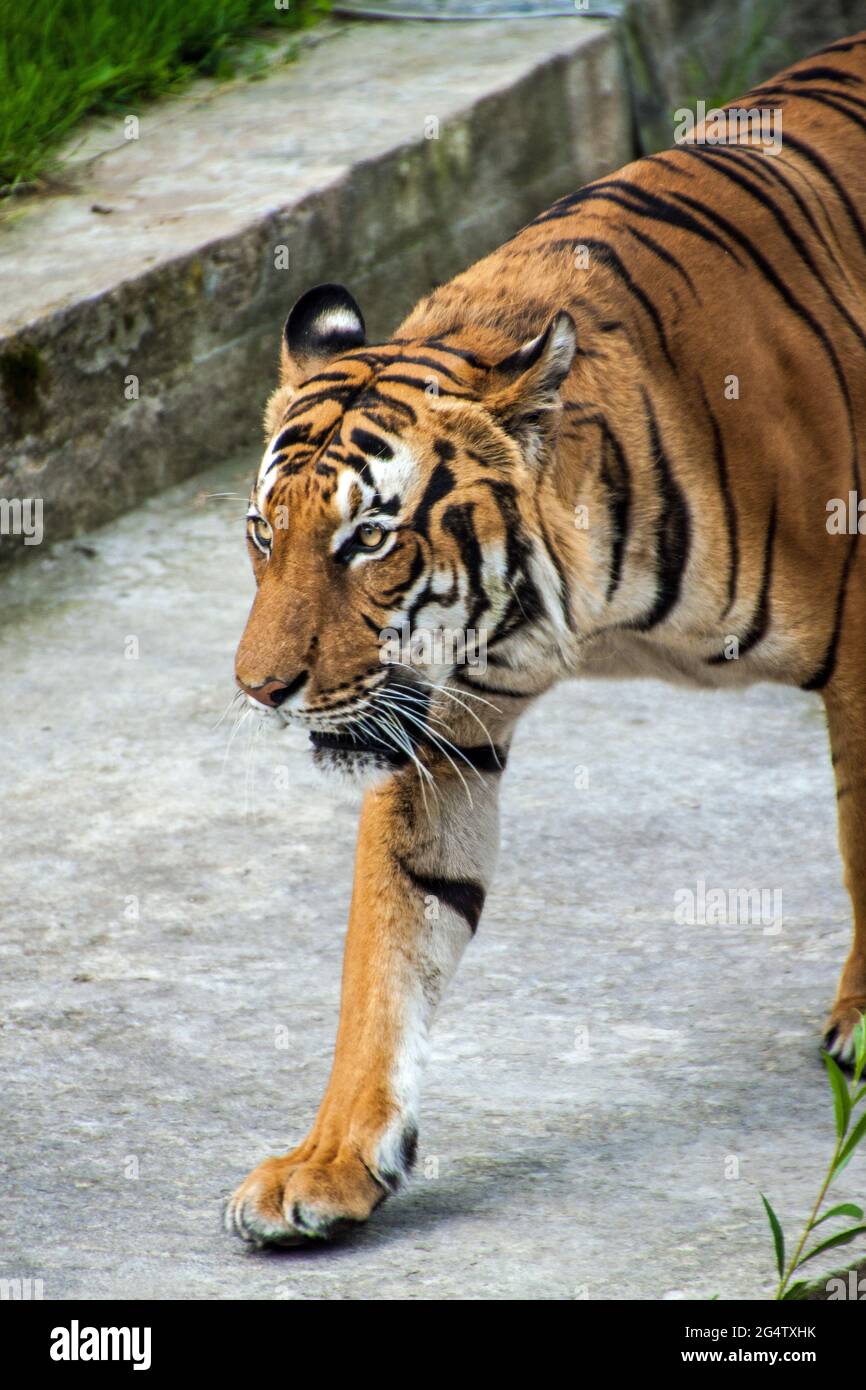 Sumatratiger (Panthera tigris sumatrae) im Prager Zoo Stockfoto