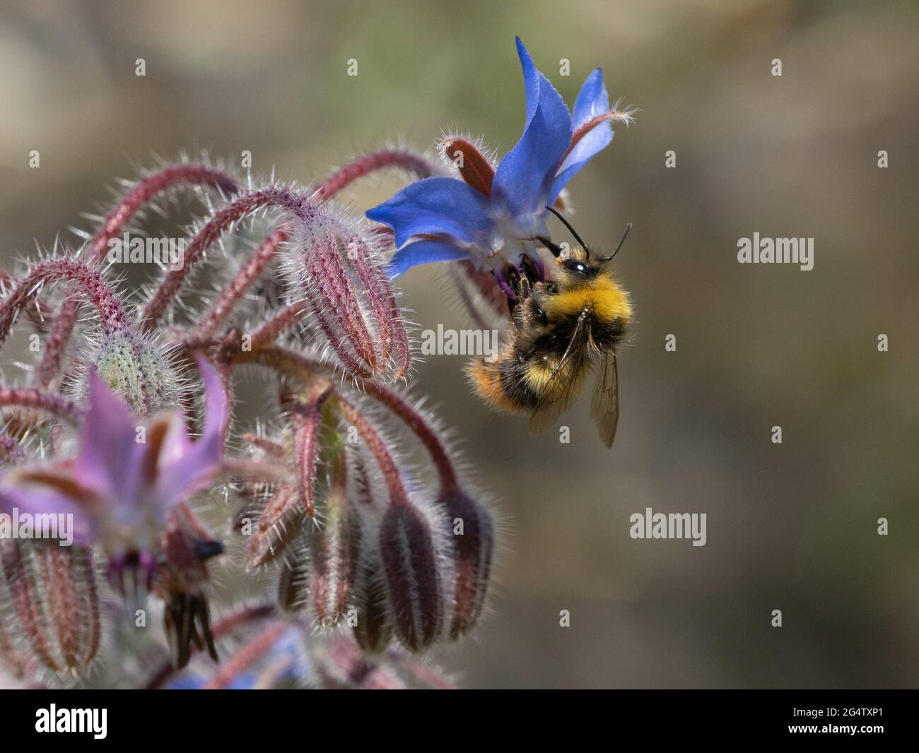 Bienen sammeln auf Borretschblüten nach Nektar und Pollen Stockfoto