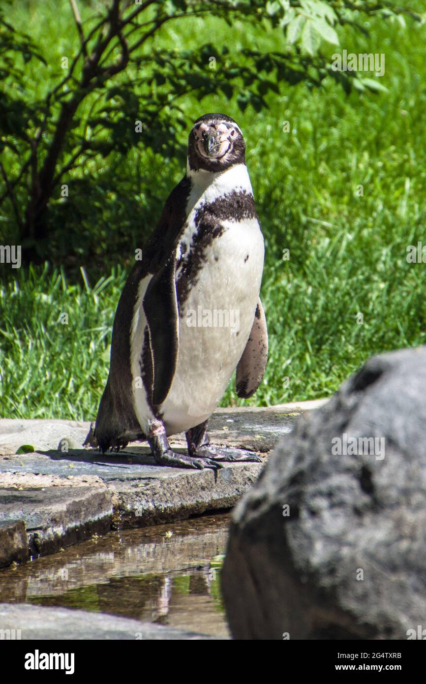 Humboldt-Pinguin oder peruanischer Pinguin (Spheniscus humboldti) im Prager Zoo Stockfoto