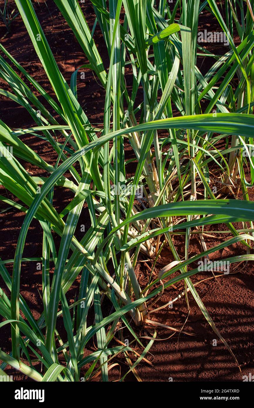 Zuckerrohrplantage auf einem Bauernhof in der Stadt Dourados, Mato Grosso do Sul, Brasilien Stockfoto