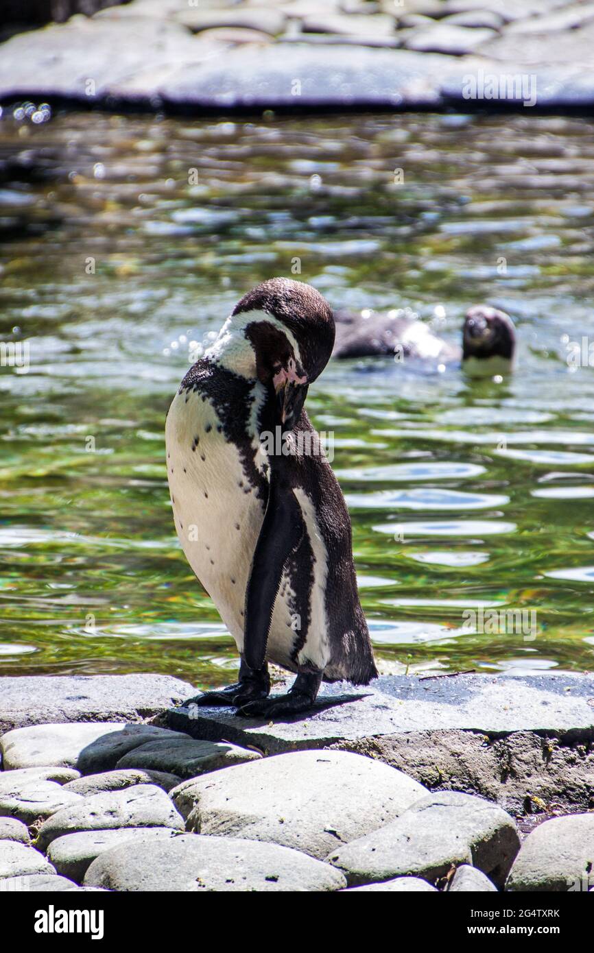 Humboldt-Pinguin oder peruanischer Pinguin (Spheniscus humboldti) im Prager Zoo Stockfoto