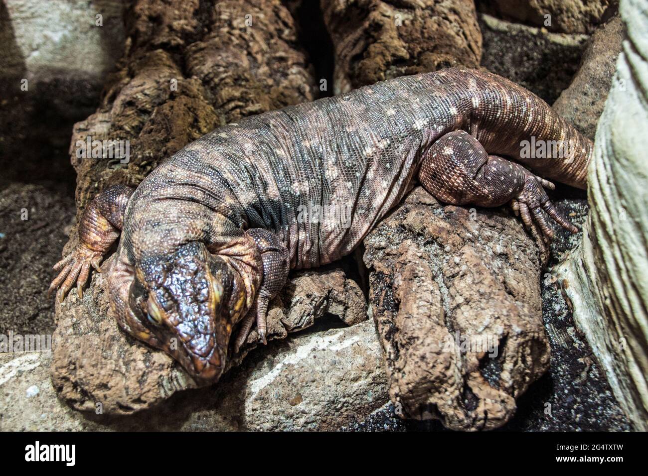 Roter Tegu (Tupinambis rufescens) im Prager Zoo Stockfoto