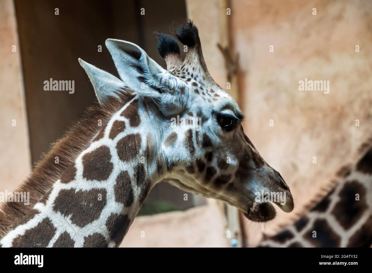 Rothschilds Giraffe (Giraffa Camelopardalis rothschildi) im Prager Zoo Stockfoto
