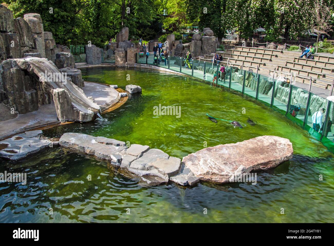 PRAG, 12. MAI: Am 12. Mai 2014 besuchen die Menschen eine Robbenausstellung im Prager Zoo in Prag, Tschechien. Im Jahr 2007 wurde die Pra von Forbes Traveler Magazine aufgeführt Stockfoto