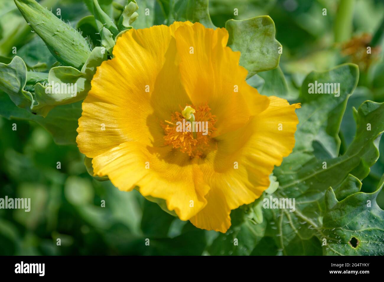 Strandblume der Gelbhornmohn, Glaucium flavum. Stockfoto