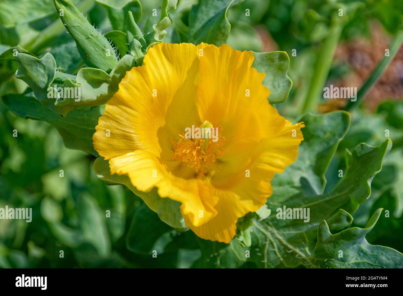 Strandblume der Gelbhornmohn, Glaucium flavum. Stockfoto