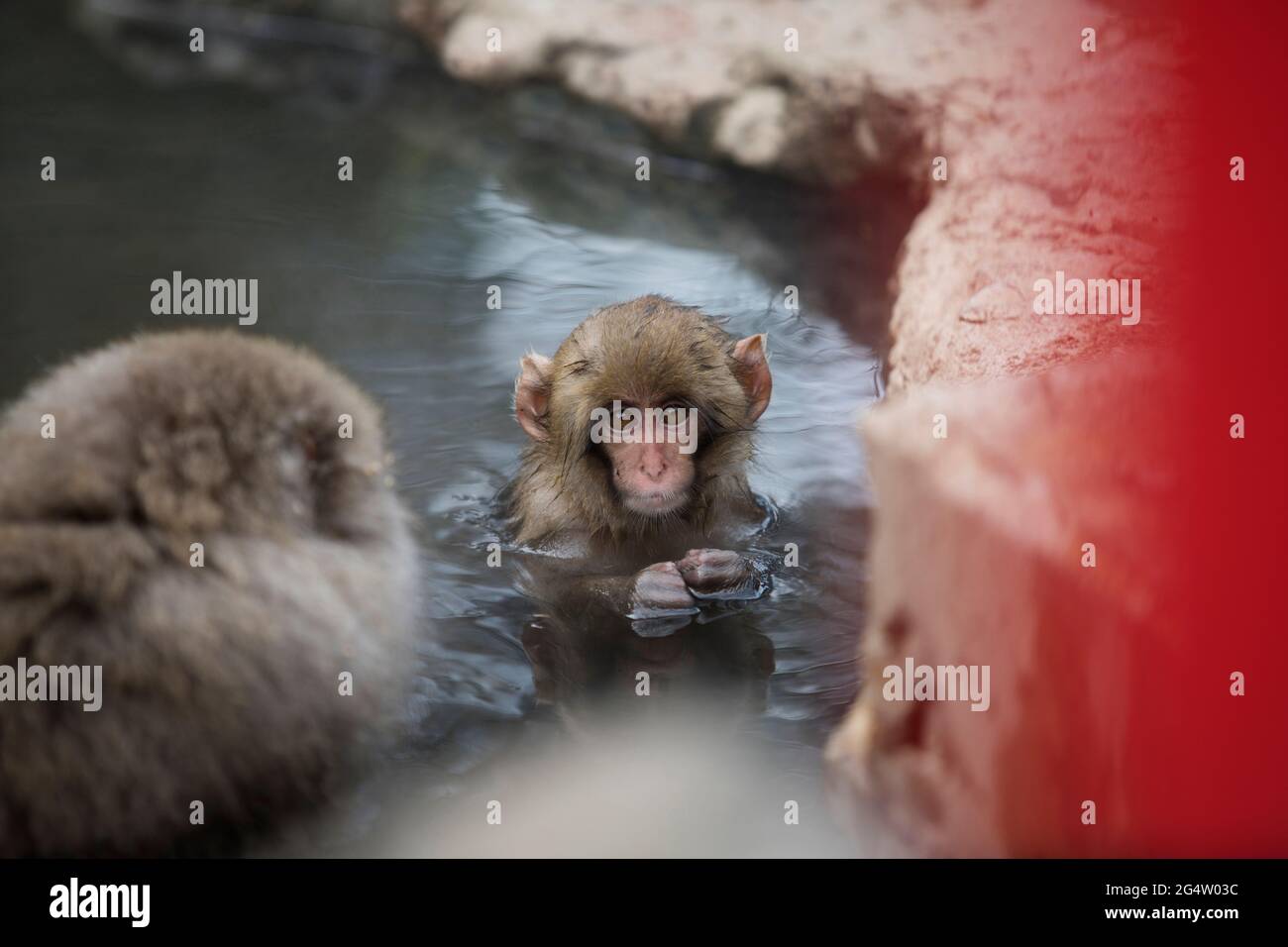 Ein junger Affe im Wasser im Jigokudani Monkey Park in Yamanouchi, Präfektur Nagano, Japan Stockfoto