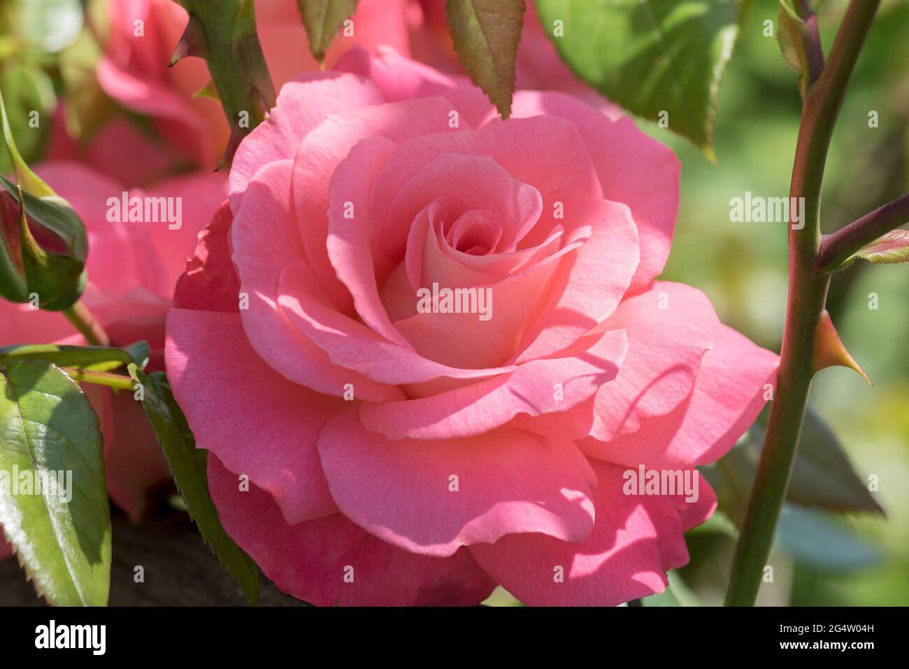 Große, duftende, üppige, korallenrosa Rosen mit einer Knospe gegen einen dunkelblättrigen Rosenstrauch im Frühjahr. Rosa Rosenblüten auf dem Rosenbusch im Garten i Stockfoto