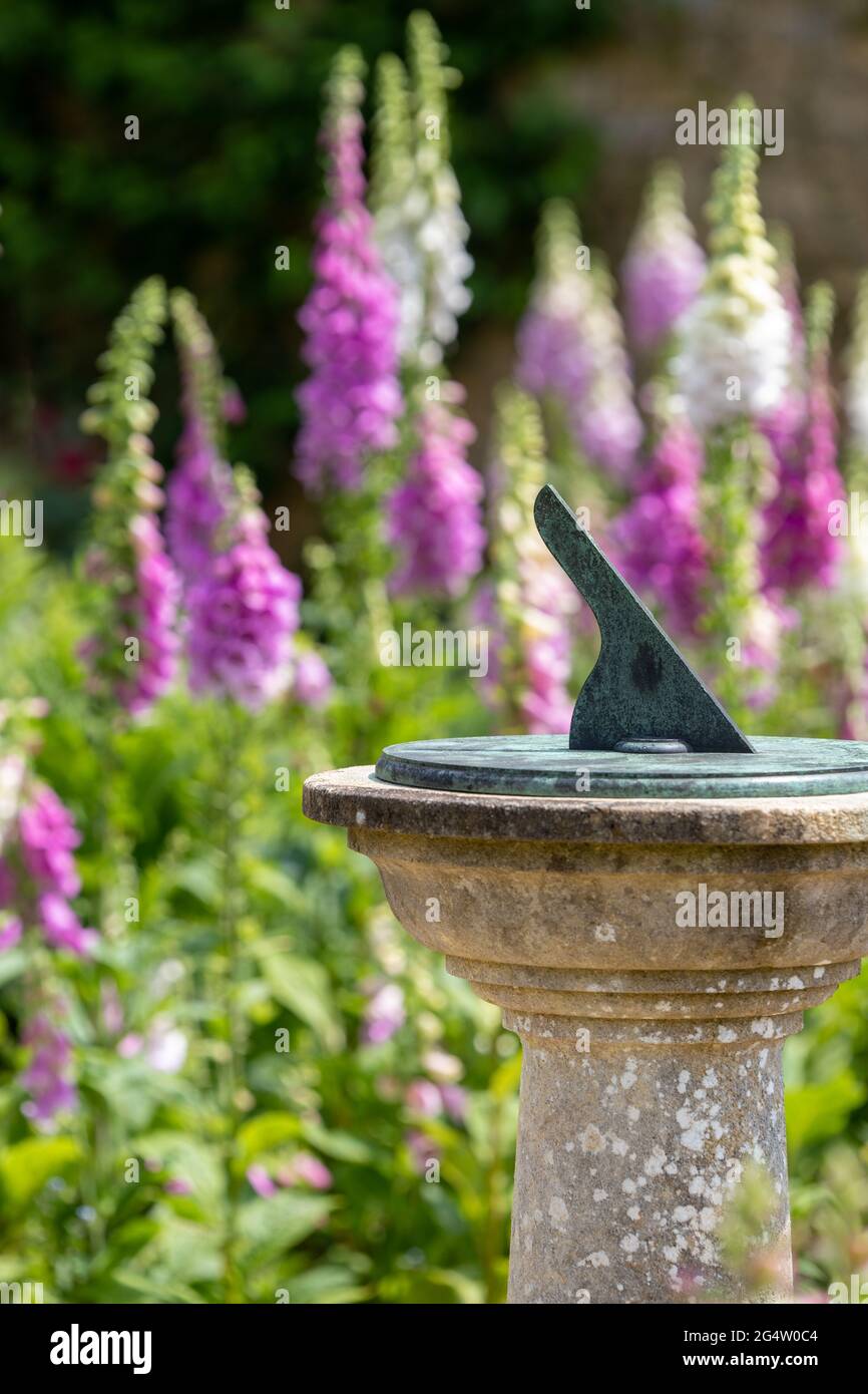 Fuchshandschuhe ( Digitalis ) im ummauerten Blumengarten von Rousham Gardens, Oxfordshire Stockfoto