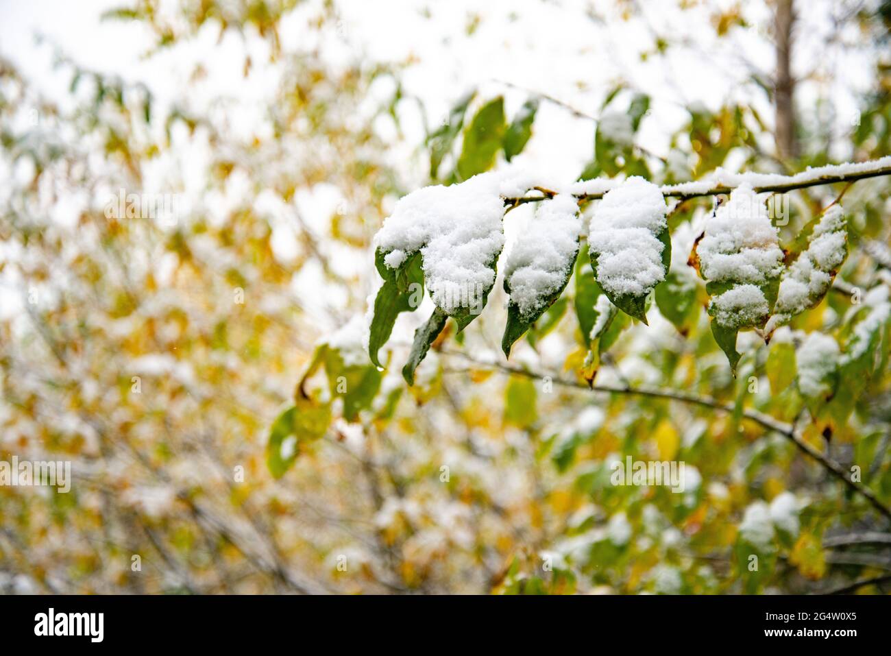 Plötzlicher Kälteeinbruch. Schnee auf dem Baum. Plötzlich fiel Schnee auf die Äste eines Baumes Stockfoto