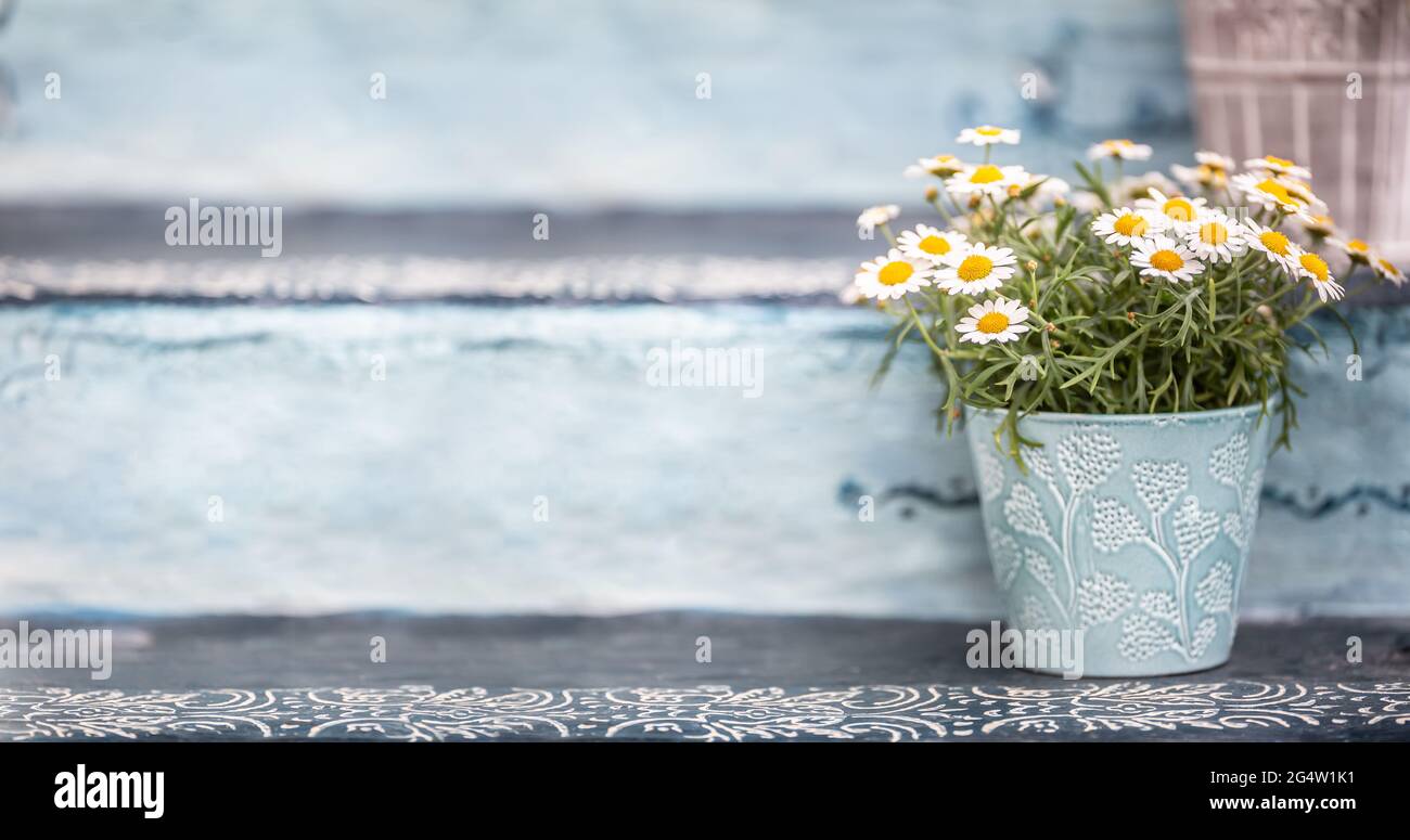 Ein blauer Eimer oder Blumentopf voller schöner und aromatischer Sommerblumen. Stockfoto