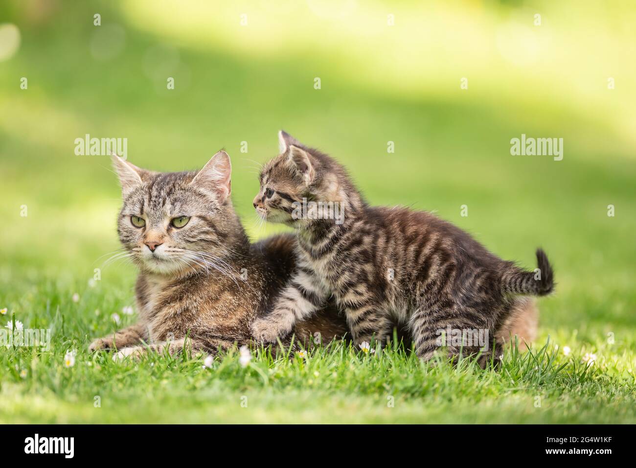 Ein kleines tabby Kätzchen, das ihre Mom Katze im Garten errupting. Stockfoto