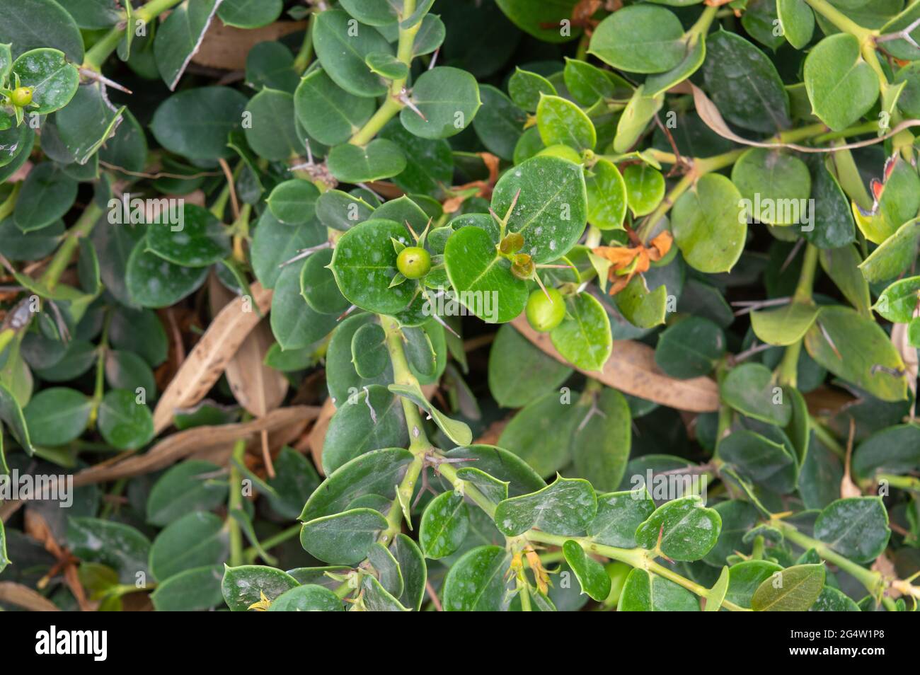 Tropischer Busch wild mit grünen Früchten. Marokko Stockfoto