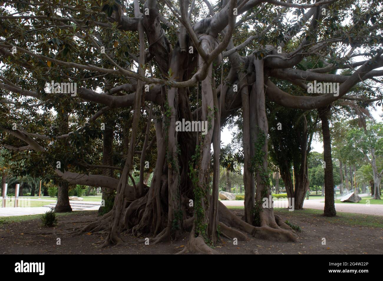 Der afrikanische Baum ist alt mit Wurzeln. Stockfoto
