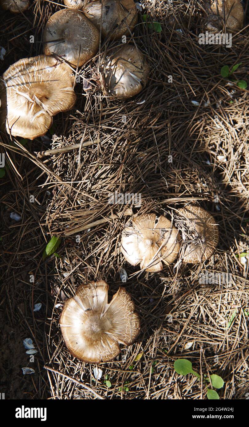 Draufsicht auf wild wachsende essbare Pilze im Garten. Flache