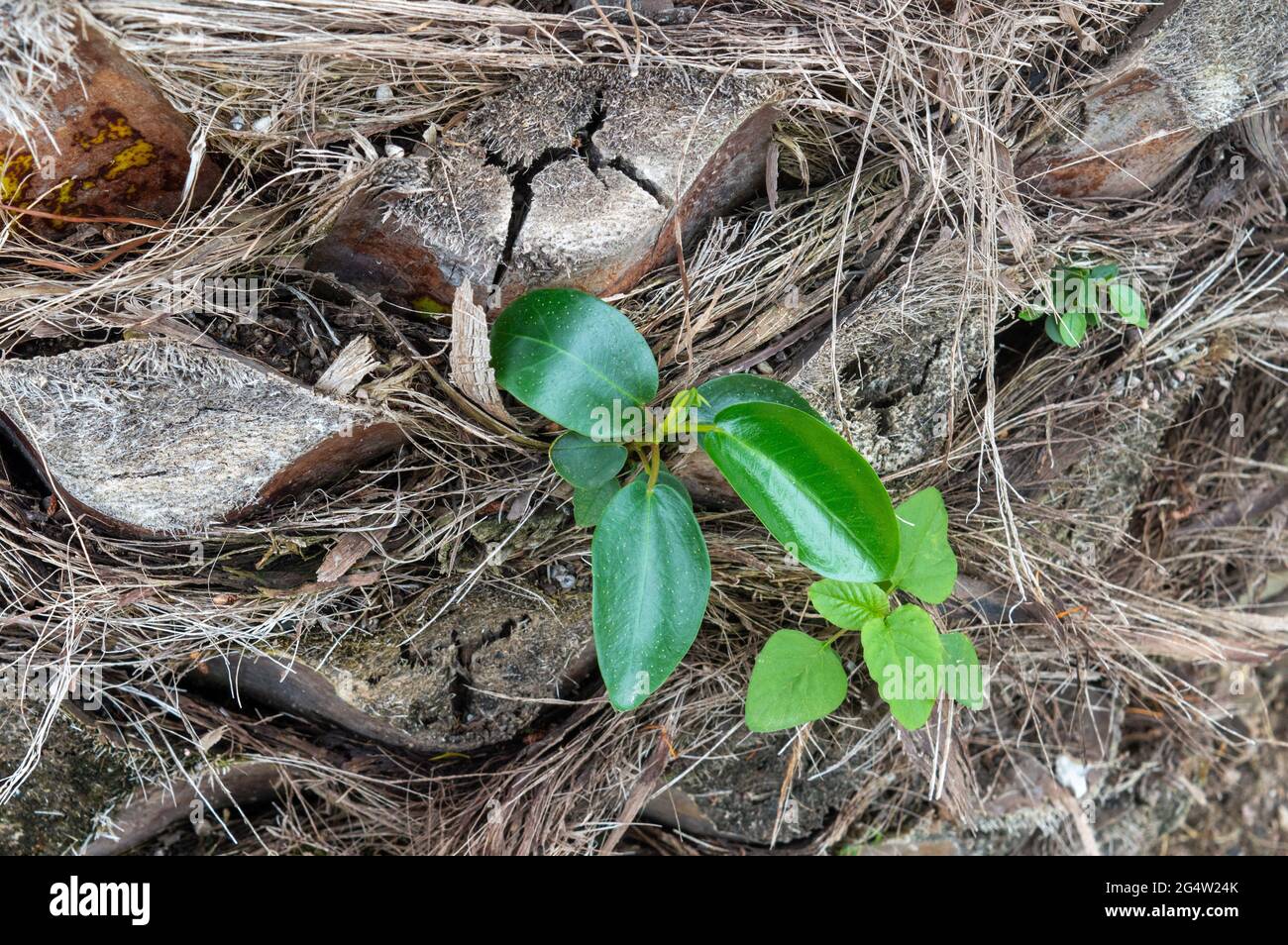 Junge Sprossen auf einem Baum. Finanzielles Konzept, Investition zu beginnen, Familie Stockfoto