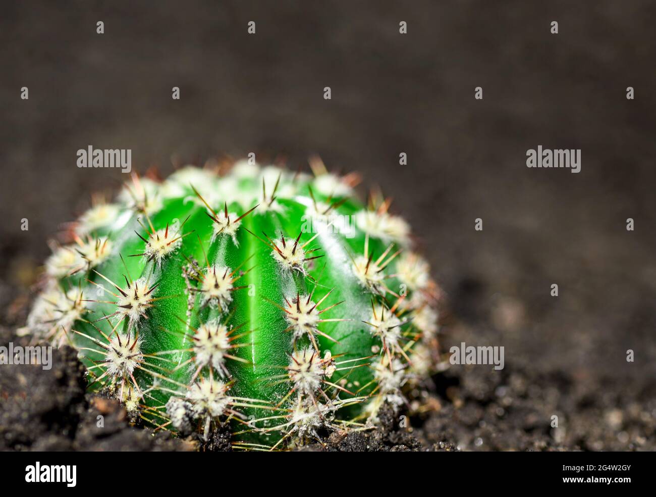 Kleiner grüner Kaktus, der im Boden wächst. Stockfoto