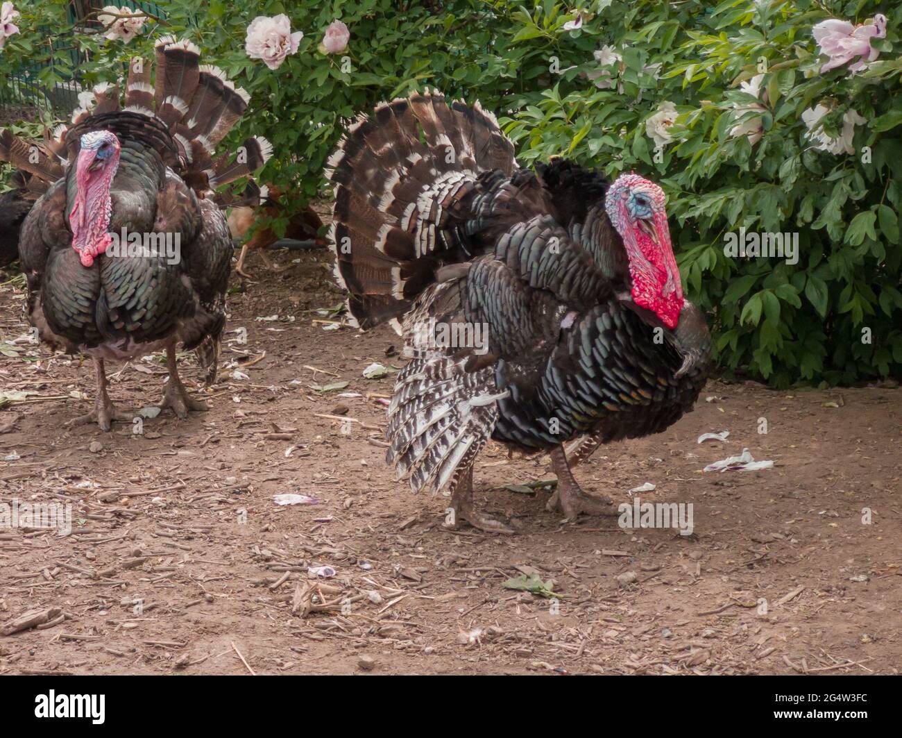 Zwei männliche Truthähne (meleagris galopavo) vor einem grünen Busch Stockfoto