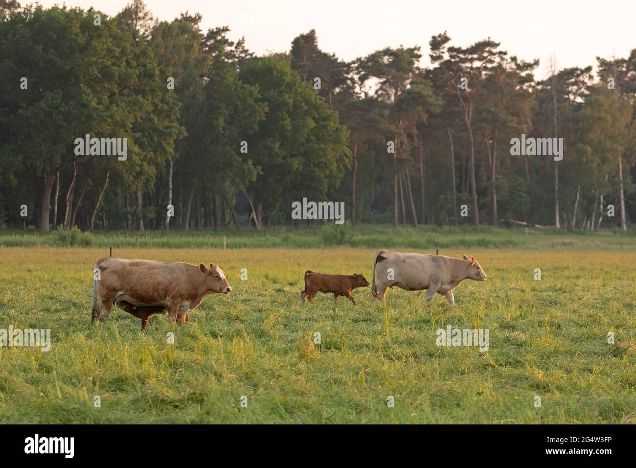 Rinder auf Weideflächen, Körkwitz-Hof, Ribnitz-Damgarten, Mecklenburg-Vorpommern, Deutschland Stockfoto