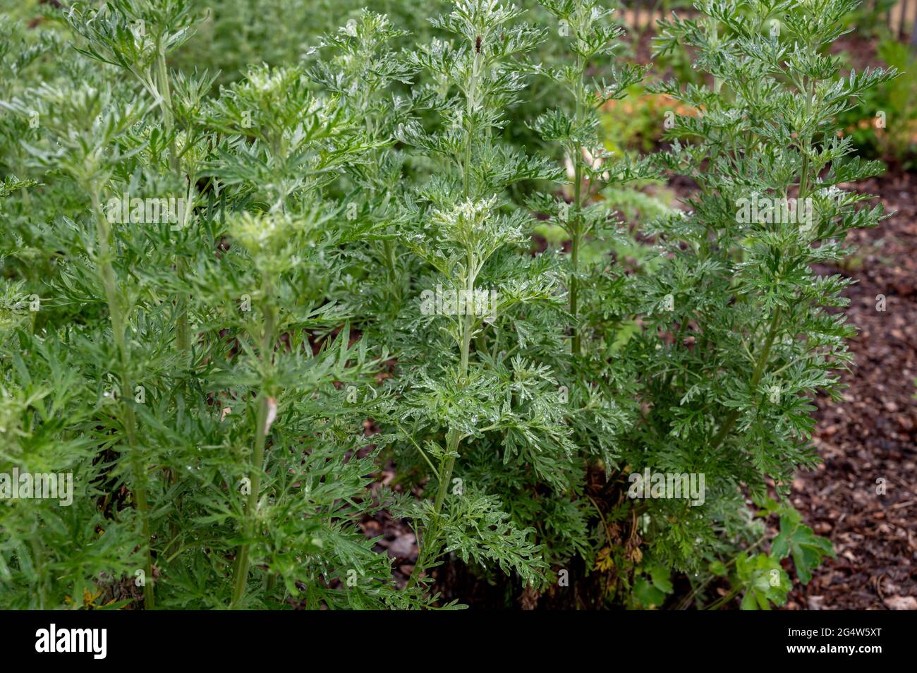 Botanische Sammlung, junge grüne Blätter von Artemisia absinthium