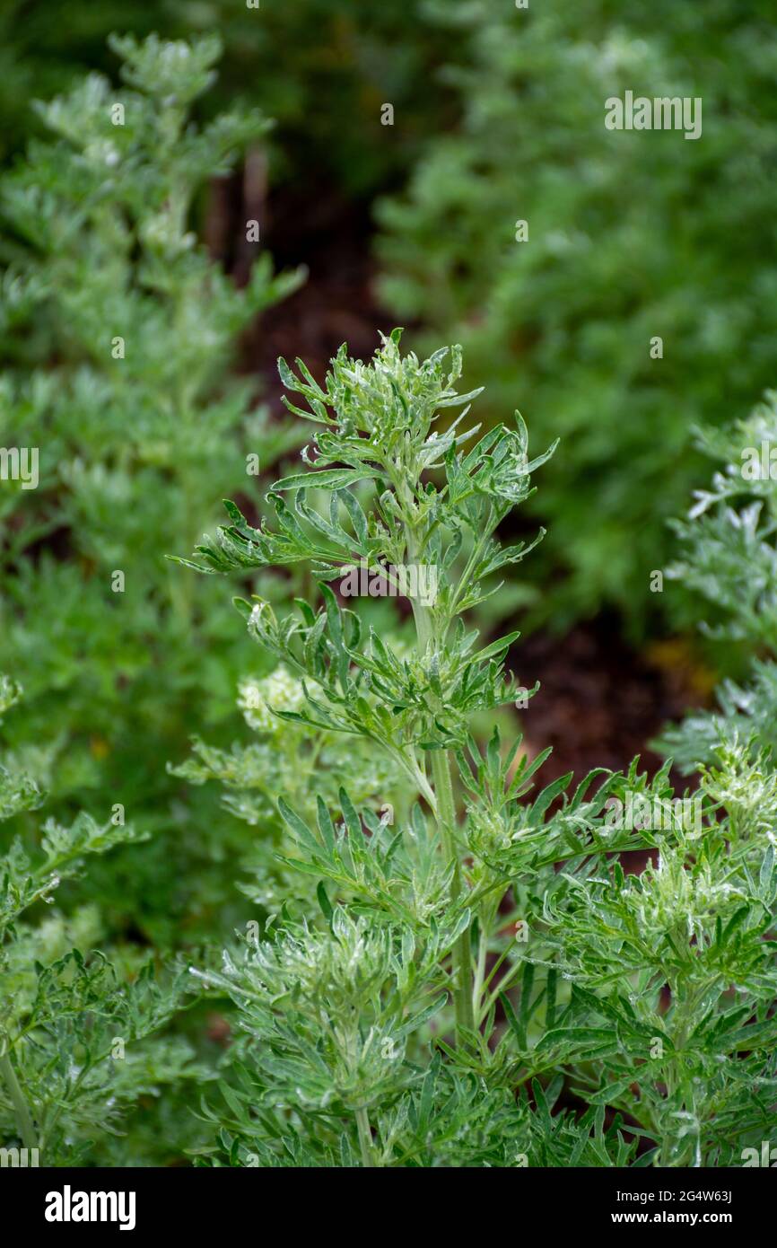 Botanische Sammlung, junge grüne Blätter von Artemisia absinthium