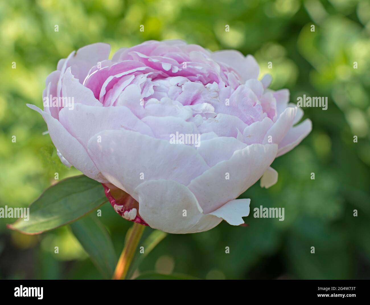 Peonie, Sahra Bernheart Stockfoto