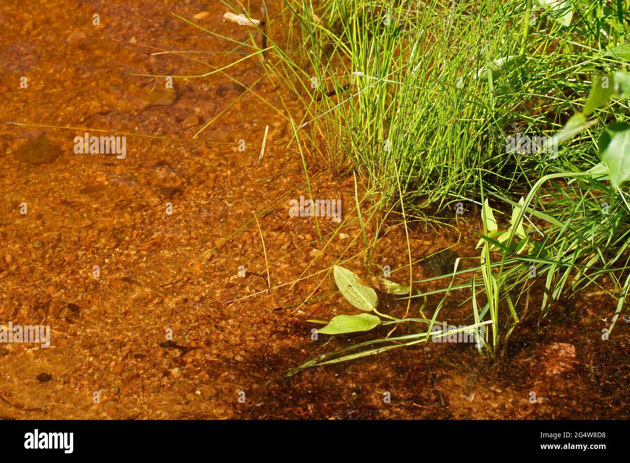 Roter Grund, scheint an einem hellen sonnigen Tag durch das klare Wasser des Teiches. Stockfoto
